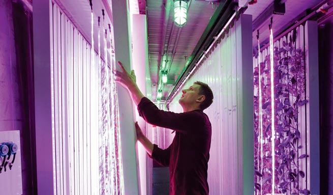 Kontejner se daňovému LED a dalších high-tech pěstování zeleniny než organick...